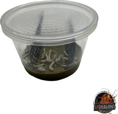 Show full view: ABDragons Live Silkworms Reptile Food, 20 count slide 3 of 5