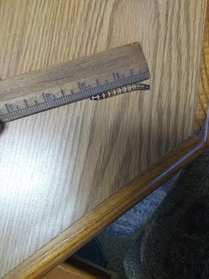 Show full view: ABDragons Live Superworms Reptile, Bird, Fish & Small Pet Food, Large, 100 count slide 6 of 9