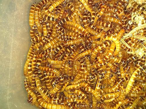 Show full view: ABDragons Live Superworms Reptile, Bird, Fish & Small Pet Food, Large, 100 count slide 7 of 9