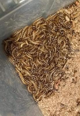 Show full view: ABDragons Live Superworms Reptile, Bird, Fish & Small Pet Food, Large, 100 count slide 5 of 9