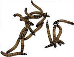 ABDragons Live Superworms Reptile, Bird, Fish & Small Pet Food, Large, 50 count