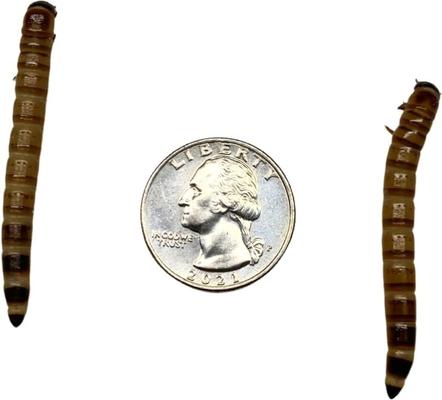 Show full view: ABDragons Live Superworms Reptile, Bird, Fish & Small Pet Food, Large, 500 count slide 5 of 7