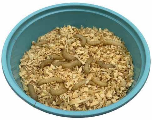Show full view: ABDragons Live Waxworms Reptile, Bird, Fish & Small Pet Food, 1000 count slide 5 of 6
