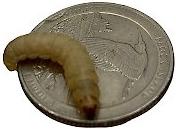Show full view: ABDragons Live Waxworms Reptile, Bird, Fish & Small Pet Food, 500 count slide 4 of 6