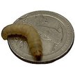 Show in main carousel: ABDragons Live Waxworms Reptile, Bird, Fish & Small Pet Food, 750 count slide 4 of 6