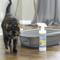 Show in main carousel: Absolutely Clean Cat Litter Box Cleaner & Deodorizer, 16-oz bottle slide 3 of 5