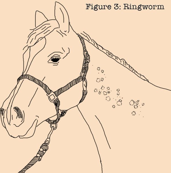 Show full view: Absorbine Fungasol Horse Spray, 22-fl oz bottle slide 5 of 5