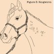 Show in main carousel: Absorbine Fungasol Horse Spray, 22-fl oz bottle slide 5 of 5