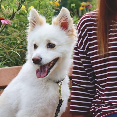 Show full view: Accent Fashion Metallic Adjustable Dog Collar, Bright Black Galaxy, 12-18-in neck, 5/8-in wide slide 3 of 9