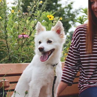 Show full view: Accent Fashion Metallic Adjustable Dog Collar, Bright Black Galaxy, 12-18-in neck, 5/8-in wide slide 7 of 9