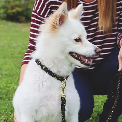 Show full view: Accent Fashion Metallic Adjustable Dog Collar, Bright Black Galaxy, 8-12-in neck, 5/8-in wide slide 4 of 8