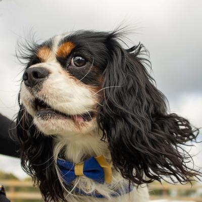 Show full view: Accent Fashion Metallic Dog Collar Embellishment, Blue Bowtie slide 3 of 7