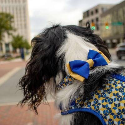 Show full view: Accent Fashion Metallic Dog Collar Embellishment, Blue Bowtie slide 5 of 7