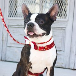 Accent Fashion Metallic Dog Collar Embellishment, Burgundy Bow slide 2 of 6