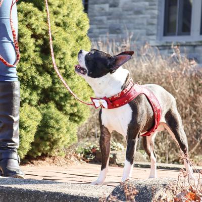 Show full view: Accent Fashion Metallic Dog Collar Embellishment, Burgundy Bow slide 6 of 7