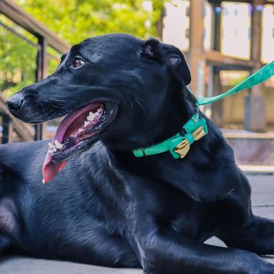 Show full view: Accent Fashion Metallic Dog Collar Embellishment, Gold Flower slide 2 of 6