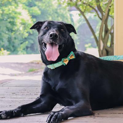 Show full view: Accent Fashion Metallic Dog Collar Embellishment, Green Bowtie slide 6 of 8
