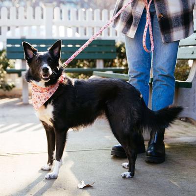 Show full view: Accent Fashion Metallic Dog Collar Embellishment, Pink Flower slide 5 of 8