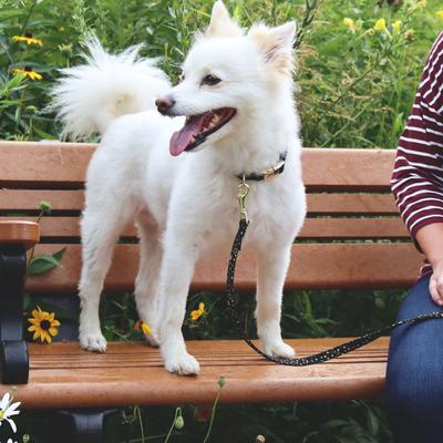 Show full view: Accent Fashion Metallic Dog Leash, Bright Black Galaxy, 6-ft long, 5/8-in wide slide 4 of 6