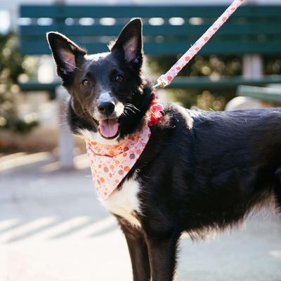 Show full view: Accent Fashion Metallic Dog Leash, Delicate Pink Flowers, 6-ft long, 5/8-in wide slide 4 of 8