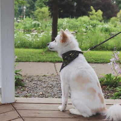 Show full view: Accent Fashion Metallic Over the Collar Dog Bandana, Bright Black Galaxy slide 3 of 8