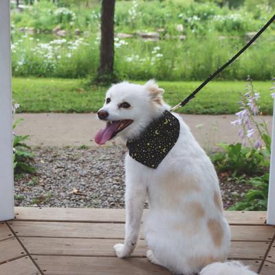 Show full view: Accent Fashion Metallic Over the Collar Dog Bandana, Bright Black Galaxy slide 5 of 8