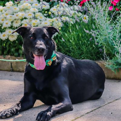 Show full view: Accent Fashion Metallic Adjustable Dog Collar, Graceful Green Leaves, 18-26-in neck, 1-in wide slide 3 of 8