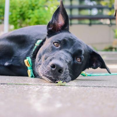 Show full view: Accent Fashion Metallic Adjustable Dog Collar, Graceful Green Leaves, 18-26-in neck, 1-in wide slide 6 of 8