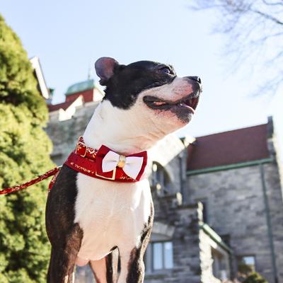 Show full view: Accent Fashion Metallic Adjustable Dog Collar, Royal Burgundy Crowns, 12-18-in neck, 5/8-in wide slide 2 of 8