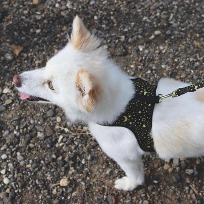 Show full view: Accent Fashion Metallic Adjustable Dog Harness, Classic Blue Diamonds, Medium: 20-24-in chest slide 5 of 7