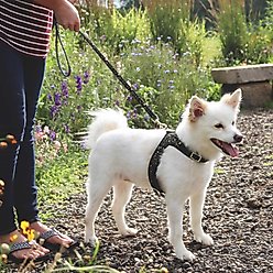 Accent Fashion Metallic Adjustable Dog Harness, Graceful Green Leaves, Medium: 20-24-in chest slide 2 of 7