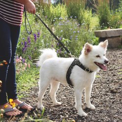 Accent Fashion Metallic Adjustable Dog Harness, Graceful Green Leaves, Small: 16-20-in chest slide 2 of 7