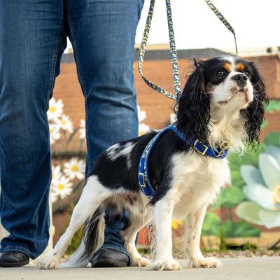 Show full view: Accent Fashion Metallic Dog Leash, Classic Blue Diamonds, 6-ft long, 1-in wide slide 2 of 6