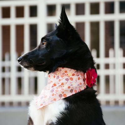 Show full view: Accent Fashion Metallic Over the Collar Dog Bandana, Delicate Pink Flowers slide 3 of 7