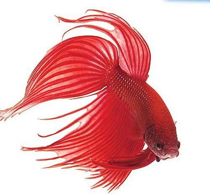 Show full view: Activ-Betta Bio-Activ Live Aqueous Solution Betta Water + API Bettafix Antibacterial & Antifungal Betta Fish Infection Remedy slide 5 of 6