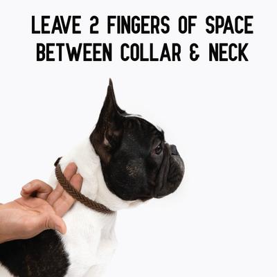 Show full view: ActivPhy Hip & Joint Mobility Dog Collar, Small slide 8 of 9