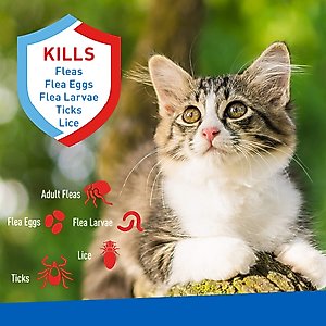 Adams Plus Sensitive Skin Formula Flea & Tick Foaming Cat Shampoo, 10-fl oz bottle