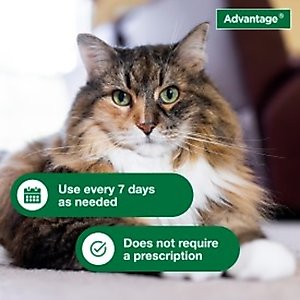 Advantage Flea & Tick Treatment Shampoo for Cats & Kittens, 8-fl oz bottle