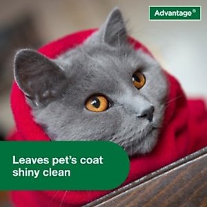 Advantage Flea & Tick Treatment Shampoo for Cats & Kittens, 8-fl oz bottle