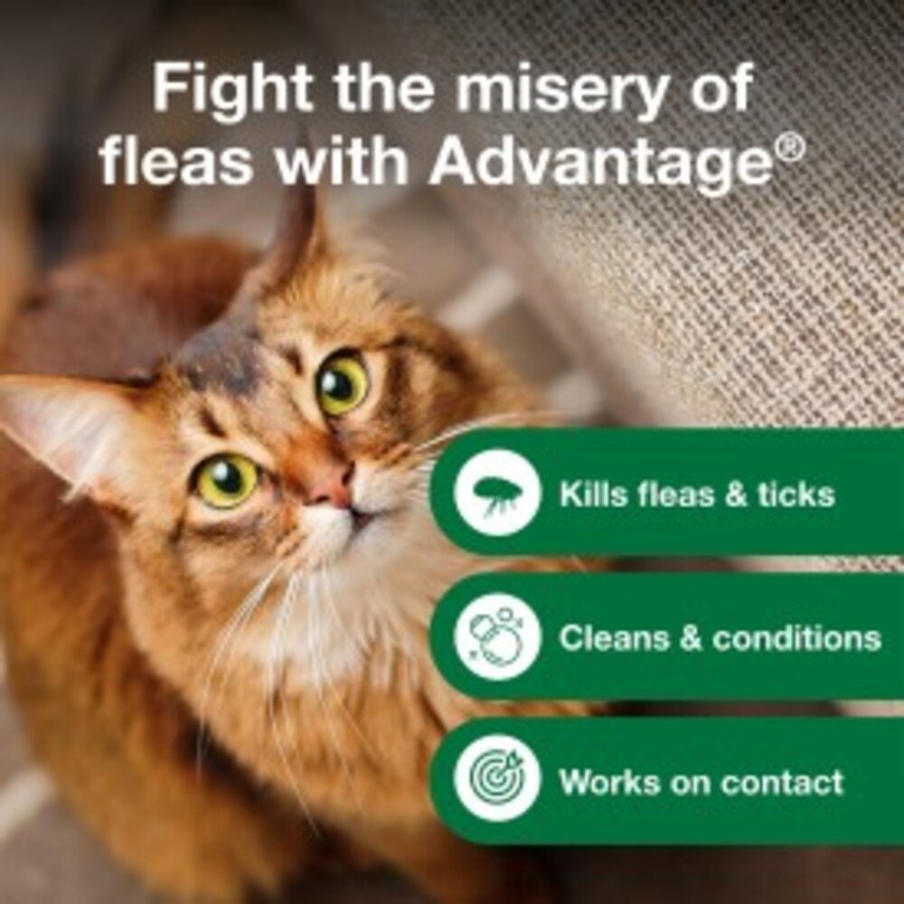 Image showcasing ADVANTAGE Flea & Tick Treatment Shampoo for Cats & Kittens, 8-fl oz ...