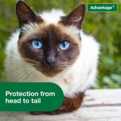 Show full view: Advantage Flea Treatment Spray for Cats, 8-fl oz bottle slide 6 of 10