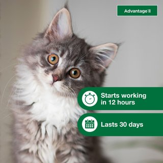 Advantage II Flea Spot Treatment for Cats, 2-5 lbs, 2 Doses (2-mos. supply) slide 6 of 8