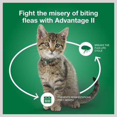 Show full view: Advantage II Flea Spot Treatment for Cats, 5-9 lbs, 1 Dose (1-mo. supply) slide 7 of 10