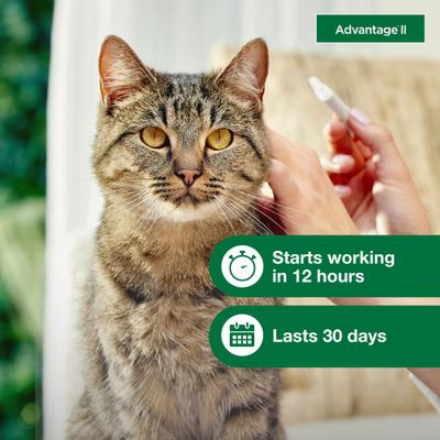 Show full view: Advantage II Flea Spot Treatment for Cats, over 9 lbs, 2 Doses (2-mos. supply) slide 6 of 10