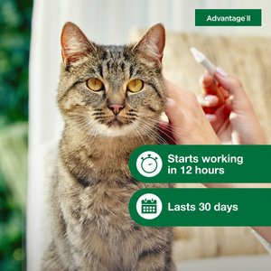 Advantage II Flea Spot Treatment for Cats, over 9 lbs, 6 Doses (6-mos. supply)