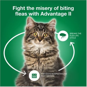 Advantage II Flea Spot Treatment for Cats, over 9 lbs, 6 Doses (6-mos. supply)