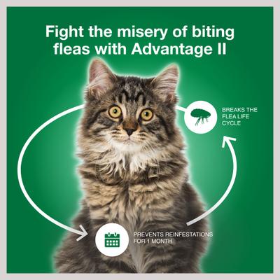 Show full view: Advantage II Flea Spot Treatment for Cats, over 9 lbs, 6 Doses (6-mos. supply) slide 7 of 10