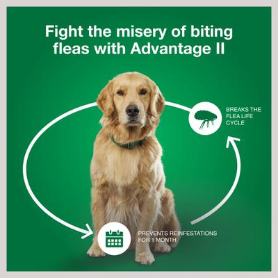 Show full view: Advantage II Flea Spot Treatment for Dogs, 11-20 lbs, 4 Doses (4-mos. supply) slide 7 of 10