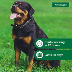 Advantage II Flea Spot Treatment for Dogs, over 55 lbs, 6 Doses (6-mos. supply)