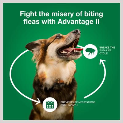 Show full view: Advantage II Flea Treatment for Dogs, 21-55 lbs, 4 Doses (4-mos. supply) slide 7 of 10